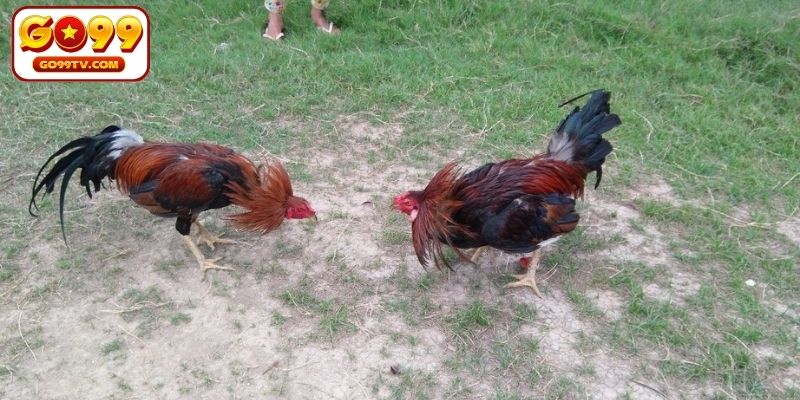 Thế mạnh nổi bật khiến đá gà GO99 được yêu thích