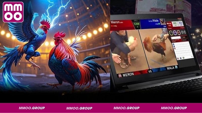Quan sát ngoại hình chiến kê